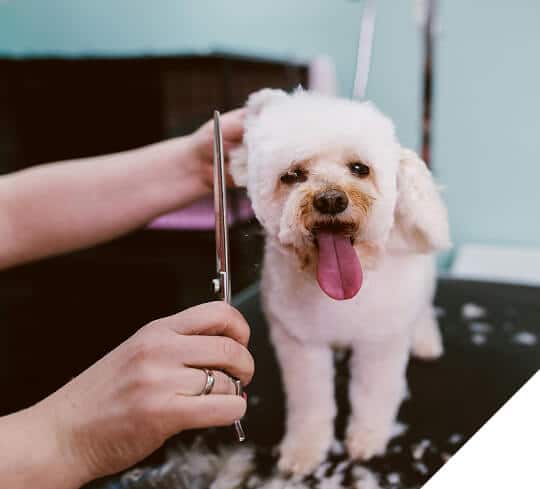 Stylish and Resilient Flooring for Grooming Spaces