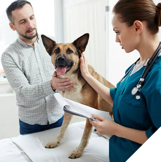 Hygienic and Long-Lasting Flooring for Veterinary Clinics